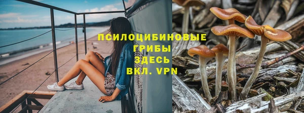 сатива Беломорск